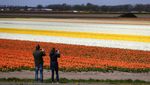 Indahnya Taman Bunga Tulip di Lisse Belanda