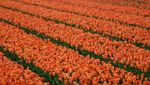 Indahnya Taman Bunga Tulip di Lisse Belanda