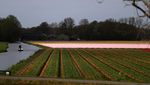 Indahnya Taman Bunga Tulip di Lisse Belanda