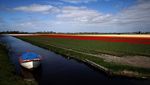 Indahnya Taman Bunga Tulip di Lisse Belanda