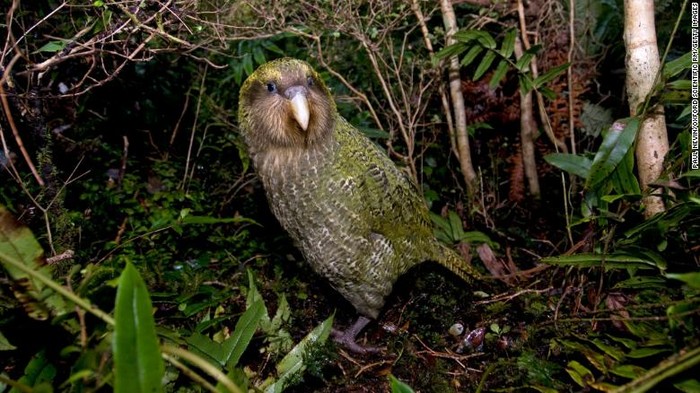 Burung beo Kakapo