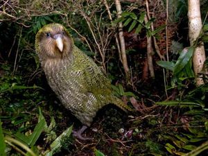 Mengapa Burung Beo Bisa Cerdas? Ternyata Ini Jawabannya