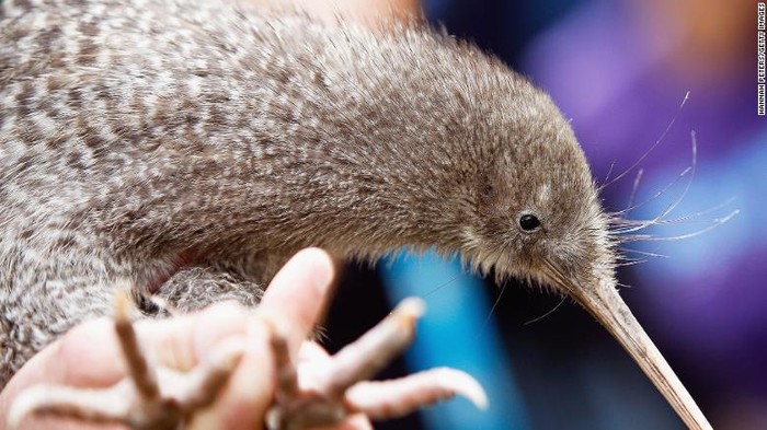 Burung kiwi