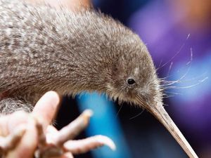 Kenali Ciri-ciri Burung Kiwi, Kebiasaan, dan Kehidupannya