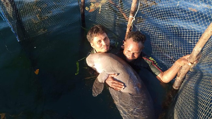 Duyung atau dugong dengan luka di sejumlah tubuhnya ditemukan warga di Konawe Kepulauan (dok. Istimewa).