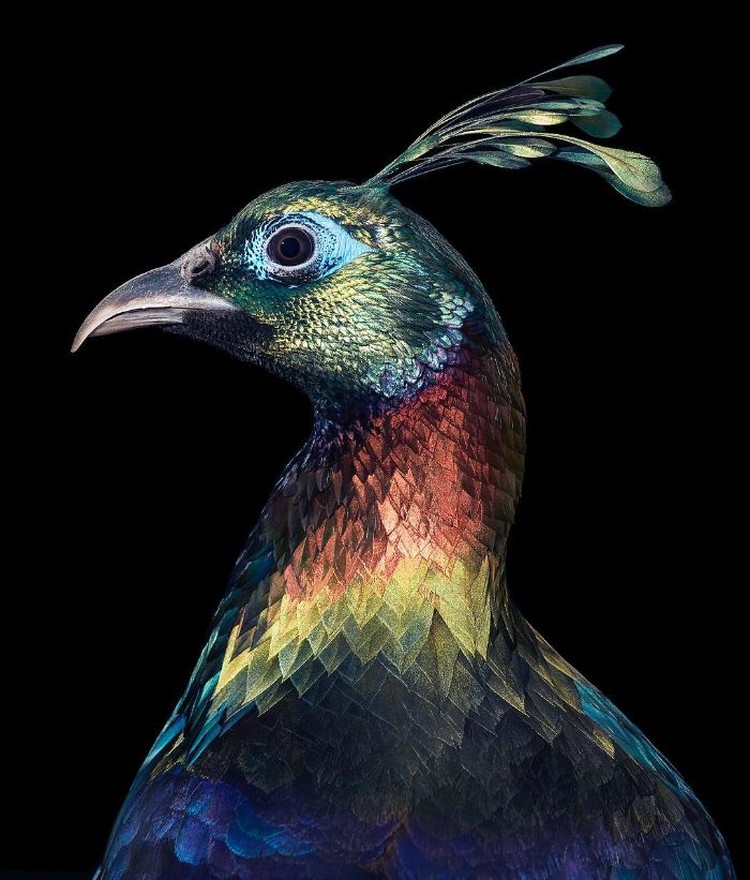 Foto portrait burung