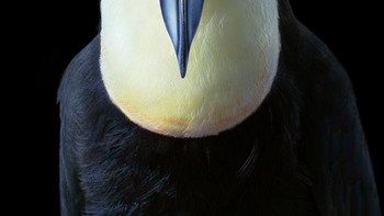 Burung Toco Toucan. Foto: Tim Flach
