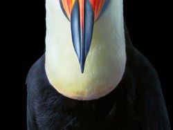 Foto Portrait Burung yang Tak Kalah Kece dari Model Manusia