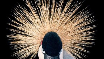 Bangau Mahkota Abu-abu Foto: Tim Flach