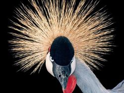 Foto Portrait Burung yang Tak Kalah Kece dari Model Manusia