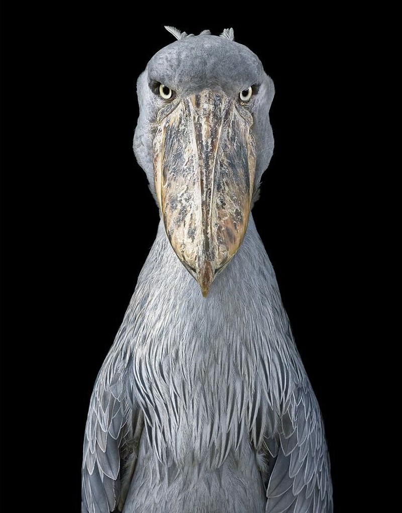 Foto portrait burung
