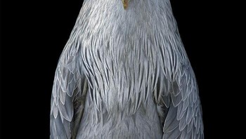 Burung Shoebill. Foto: Tim Flach