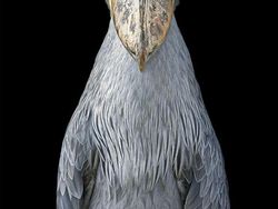 Foto Portrait Burung yang Tak Kalah Kece dari Model Manusia