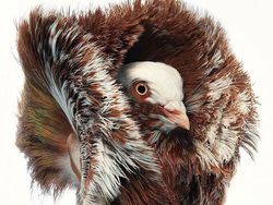 Foto Portrait Burung yang Tak Kalah Kece dari Model Manusia