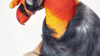 Burunh Nasar Raja. Foto: Tim Flach