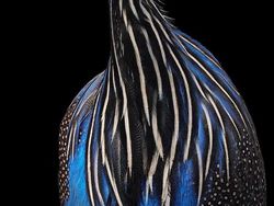 Foto Portrait Burung yang Tak Kalah Kece dari Model Manusia