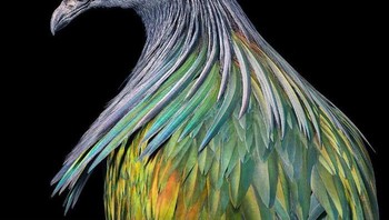 Merpati Nicobar. Foto: Tim Flach