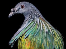 Foto Portrait Burung yang Tak Kalah Kece dari Model Manusia