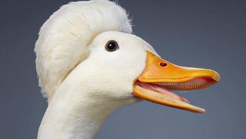 Bebek berjambul. Foto: Tim Flach