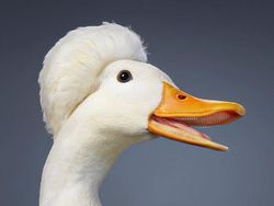 Foto Portrait Burung yang Tak Kalah Kece dari Model Manusia