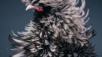Ayam Bertali Perak Foto: Tim Flach