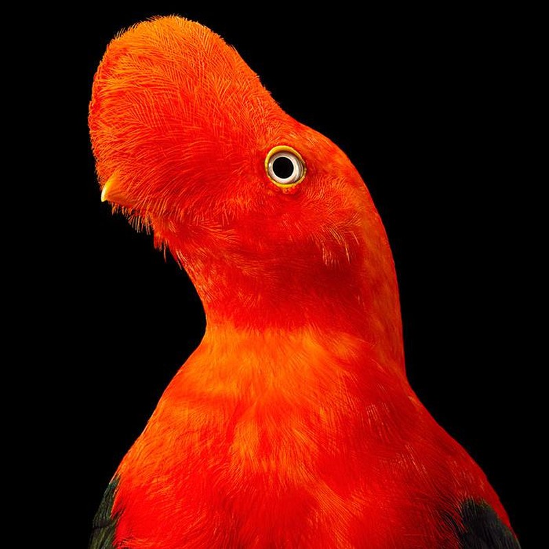 Foto portrait burung