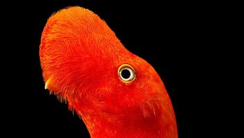 Untuk melihat koleksi Tim Flach yang tidak kalah menarik bisa mengunjugi akun Instagramnya di sini. Foto: Tim Flach