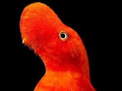 Foto Portrait Burung yang Tak Kalah Kece dari Model Manusia