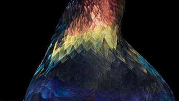 Burung  Himalayan Monal. Adalah fotografer Tim Flach ynag kerap memotret hewan-hewan baik liar ataupun peliharaan rumah. Seperti potret burung yang ia buat. Foto: Tim Flach