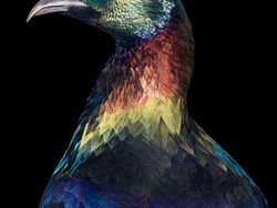 Potret Close Up Burung Langka yang Memukau