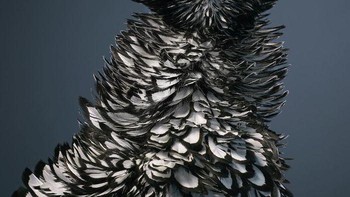 Ayam Polandia Laced Silver Foto: Tim Flach