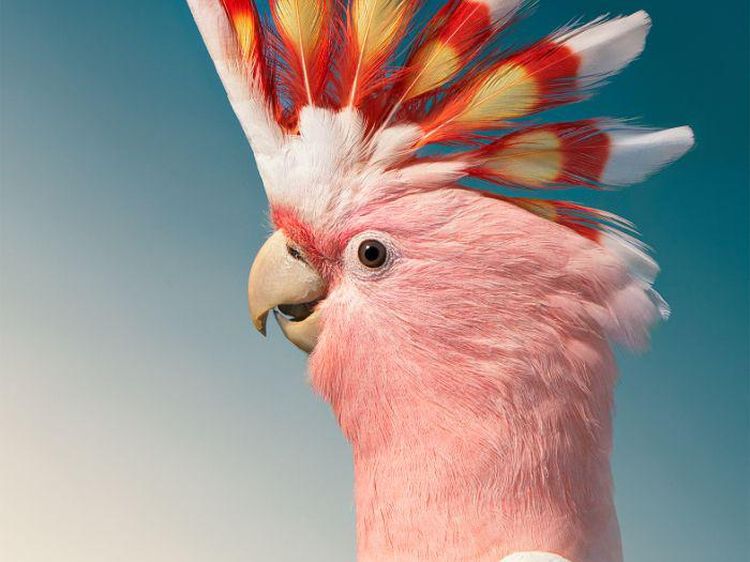 Potret Close Up Burung Langka yang Memukau
