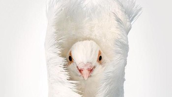 Merpati Jacobin Foto: Tim Flach