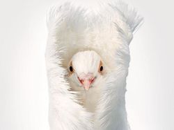 Foto Portrait Burung yang Tak Kalah Kece dari Model Manusia