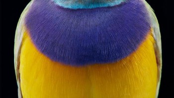 Gouldian finch dari Australia. Foto: Tim Flach