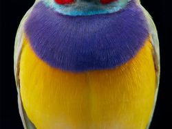 Foto Portrait Burung yang Tak Kalah Kece dari Model Manusia