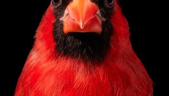 Burung Kardinal Merah Utara Foto: Tim Flach