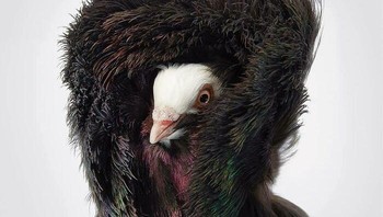 Burung Black Jacobin. Foto: Tim Flach