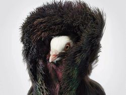 Foto Portrait Burung yang Tak Kalah Kece dari Model Manusia