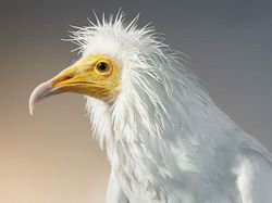 Foto Portrait Burung yang Tak Kalah Kece dari Model Manusia