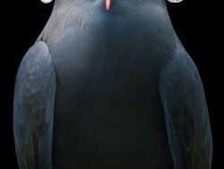 Foto Portrait Burung yang Tak Kalah Kece dari Model Manusia