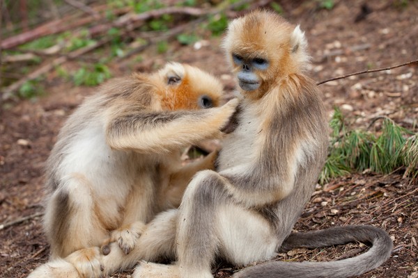 Hanya berumur 20-25 tahun saja, monyet ini kini sangat dijaga oleh organisasi-organisasi konservasi dunia. (Getty Images/iStockphoto)