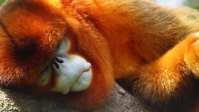 Primata Paling Langka Dunia yang Suka Bersin