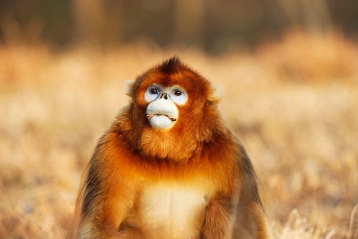 Monyet hidung pesek myanmar