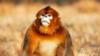 Nama latin dari primata ini adalah Rhinopithecus strykeri. (Getty Images/iStockphoto)