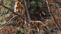 Mereka ditemukan di perbatasan Myanmar dan China. (Getty Images/iStockphoto)