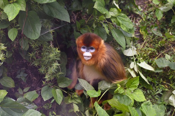 Primata Paling Langka Dunia yang Suka Bersin Foto 3