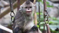 Monyet hidung pesek tinggal di hutan dengan ketinggian antara 2.600-3.100 meter(Getty Images/iStockphoto)