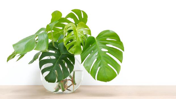 clean image of propagation of Philodendron Monstera, Swiss Cheese Plant leaves, cuttings in water rooting in glass vase, copy space