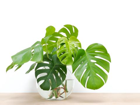 clean image of propagation of Philodendron Monstera, Swiss Cheese Plant leaves, cuttings in water rooting in glass vase, copy space
